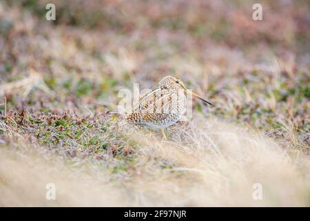 Snipe sudamericana (Gallinago paraguaiae), Isola dei leoni marini, Isole Falkland, Sud America Foto Stock