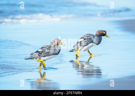 Anatre a vapore (Tachyeres brachypterus) a piedi, Isola dei leoni marini, Isole Falkland, Sud America Foto Stock