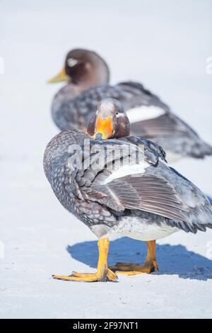 Anatre a vapore (Tachyeres brachypterus), Isola dei leoni marini, Isole Falkland, Sud America Foto Stock