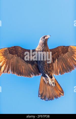 Caracara striata (Phalcoboenus australis), Isola dei leoni marini, Isole Falkland, Sud America Foto Stock