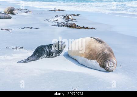 La foca dell'Elefante Meridionale (Mirounga leonina) femmina con il suo cucino adagiato sulla spiaggia, Sea Lion Island, Falkland Islands, Sud America Foto Stock