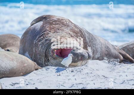 Southern Elephant Seal (Mirounga leonina) maschio su una spiaggia sabbiosa, Sea Lion Island, Falkland Islands, Sud America Foto Stock