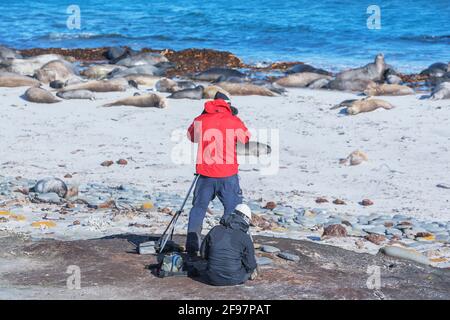 Gruppo di conteggio biologo delle foche dell'Elefante Meridionale (Mirounga leonina), Sea Lion Island, Falkland Islands, Sud America Foto Stock