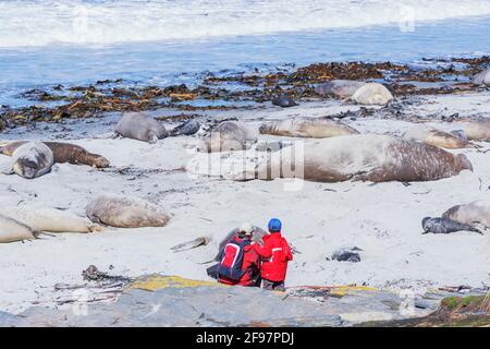 Turisti che guardano il gruppo di foche dell'Elefante Meridionale (Mirounga leonina), Isola dei leoni marini, Isole Falkland, Sud America Foto Stock