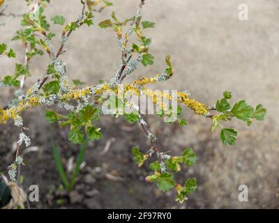 Lichene sul ramo della uva spina (Ribes uva-crisspa) Foto Stock