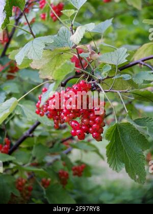 Il ribes rosso "Rondom" (Ribes rubrum) con frutta matura Foto Stock