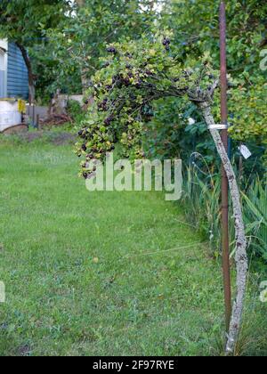 Il bacca d'oca "Kapitein" (Ribes uva-crisspa) con frutti neri e un gambo alto bianco Foto Stock