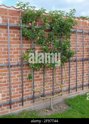 Albero di mele 'Principe Albrecht di Prussia' (Malus domestica) sul traliccio sul muro Foto Stock