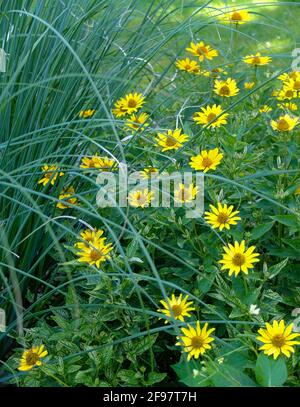 Coneflower giallo (Heliopsis helianthoides) con erbe nel letto fiorito Foto Stock