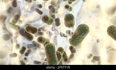 Acinetobacter baumannii batteri, illustrazione Foto Stock