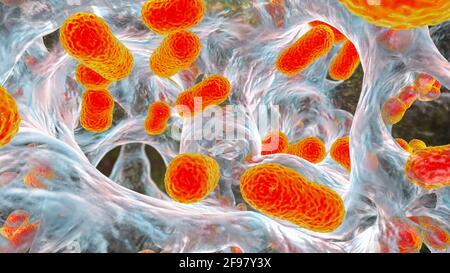 Acinetobacter baumannii batteri, illustrazione Foto Stock