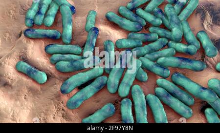 Cutibacterium acnes batteri, illustrazione Foto Stock