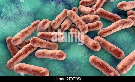 Cutibacterium acnes batteri, illustrazione Foto Stock