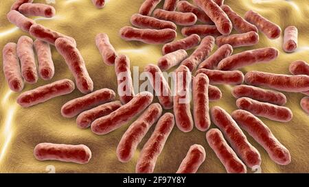 Cutibacterium acnes batteri, illustrazione Foto Stock