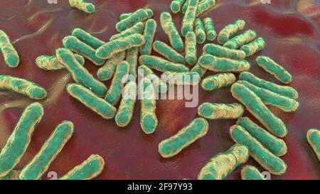 Cutibacterium acnes batteri, illustrazione Foto Stock