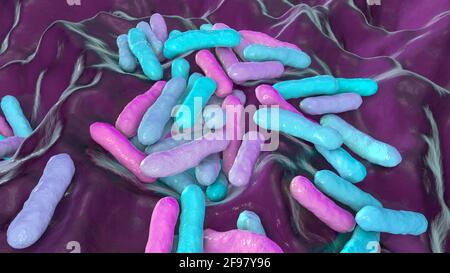 Cutibacterium acnes batteri, illustrazione Foto Stock