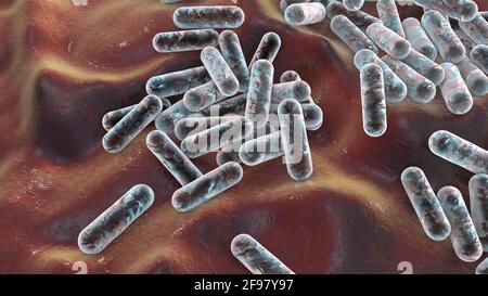 Cutibacterium acnes batteri, illustrazione Foto Stock