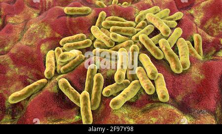 Cutibacterium acnes batteri, illustrazione Foto Stock