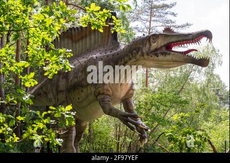 Dinosauro Spinosauro come modello in Dinopark Münchehagen vicino Hannover. Vissuto circa 100 milioni di anni fa (Cretaceo) in Nord America, era circa 17 m lungo e 8 t in peso. Foto Stock