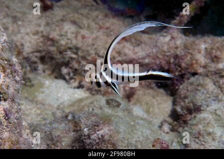 Tamburo spotted giovanile, Equetus punctatus, al largo della costa meridionale di Cuba, Mar dei Caraibi Foto Stock
