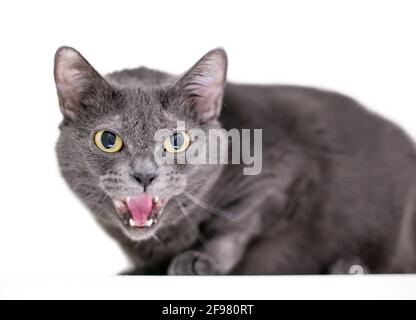 Un gatto di shorthair grigio arrabbiato sibila Foto Stock