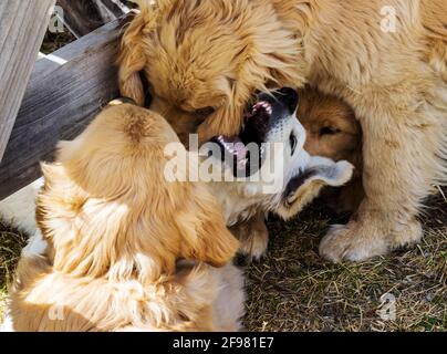 Platino, o crema, cucciolo Golden Retriever che gioca con altri cuccioli d'oro Foto Stock