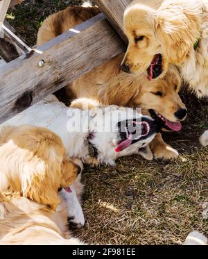 Platino, o crema, cucciolo Golden Retriever che gioca con altri cuccioli d'oro Foto Stock