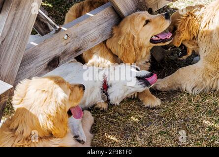 Platino, o crema, cucciolo Golden Retriever che gioca con altri cuccioli d'oro Foto Stock