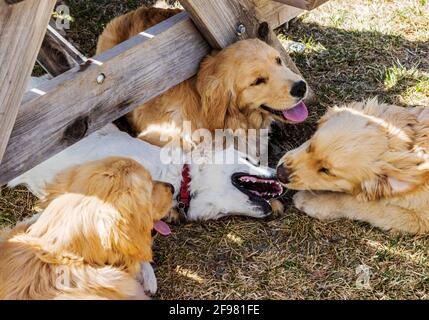 Platino, o crema, cucciolo Golden Retriever che gioca con altri cuccioli d'oro Foto Stock