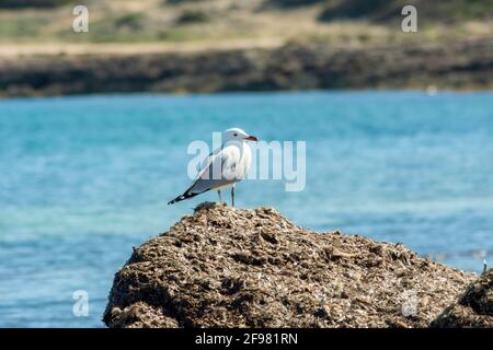 Carino gabbiano di Audouin (Ichthyaetus audouinii) arroccato su una roccia Foto Stock