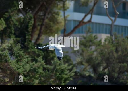 Il gabbiano di Audouin (Ichthyaetus audouinii) che sorvola un parco Foto Stock