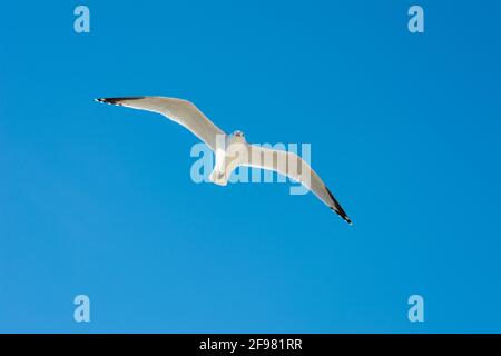 Il gabbiano di Audouin (Ichthyaetus audouinii) che si infrangono nel cielo azzurro Foto Stock