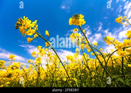 Raveseed - campi primaverili nella regione di Dobrudzha Foto Stock