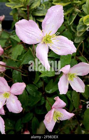 Clematis montana Rubens ‘Pink perfection’ Fiori rosa pallido con colore bianco centrale su ogni petalo, aprile, Inghilterra, Regno Unito Foto Stock