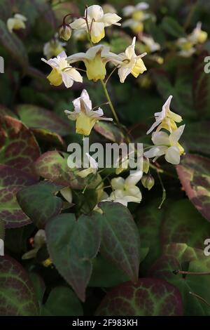 Epimedium pinnatum subsp colchicum Colchian barrenwort - spray di piccoli fiori bianchi e gialli con foglie a forma di cuore, aprile, Inghilterra, Regno Unito Foto Stock