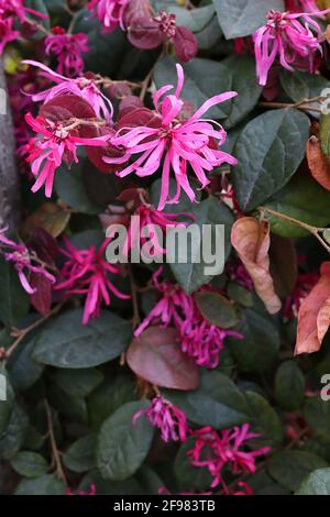 Loropetalum chinense var. Rubrum ‘Fire Dance’ fiori cinesi frangia Fire Dance – petali rosa profondo a nastro e foglie brune di mogano, aprile, Regno Unito Foto Stock