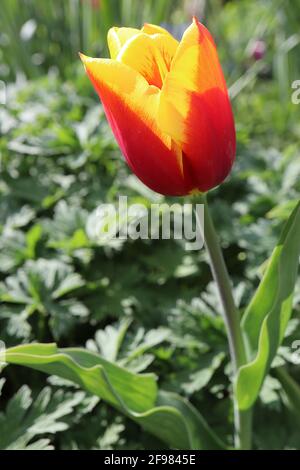 Tulipa ‘Reputation’ Triumph tulip 3 Reputation tulip – fiori rossi profondi, ampi bordi gialli, gambo viola, aprile, Inghilterra, REGNO UNITO Foto Stock