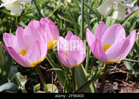 Tulipa saxatilis ‘Lilac Wonder’ specie tulipano 15 saxatilis Lilac Wonder tulipano - petali di lilla, grande base gialla, aprile, Inghilterra, Regno Unito Foto Stock