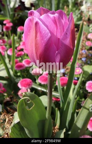 Tulipa ‘Mistress’ Triumph tulip 3 Mistress tulip – fiori rosa, fiammifera arancione, aprile, Inghilterra, Regno Unito Foto Stock