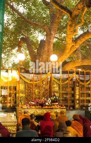 India, Bodhgaya, scene al tempio di Mahabodhi, credenti, preghiera Foto Stock