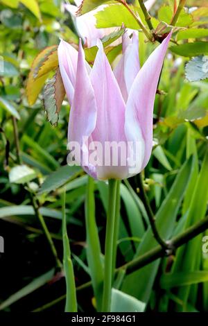 Tulipa ‘Sanne’ Triumph tulip 3 Sanne tulip – fiori rosa, ampi bordi crema, petali appuntiti, aprile, Inghilterra, REGNO UNITO Foto Stock