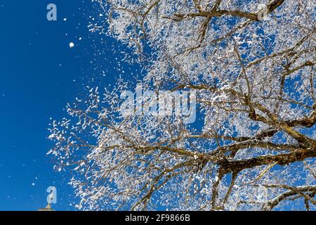 Alberi con gelo di rombo, Schwangau, Füssen, Alpi di Allgäu, Allgäu, Baviera, Germania, Europa Foto Stock