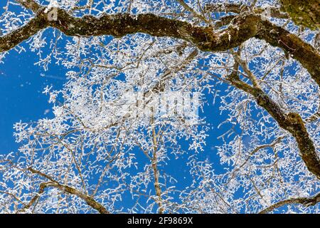 Alberi con gelo di rombo, Schwangau, Füssen, Alpi di Allgäu, Allgäu, Baviera, Germania, Europa Foto Stock