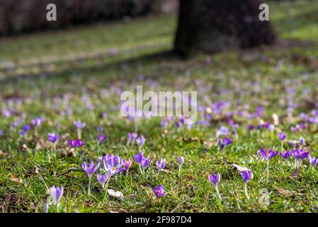croci in fiore in un'area verde Foto Stock