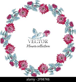 Insieme vettoriale di composizioni floreali. Fiori di rosa, rosa. Illustrazione Vettoriale