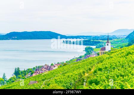 Chiesa di Ligerz in mezzo ai vigneti di Bielersee, Svizzera Foto Stock