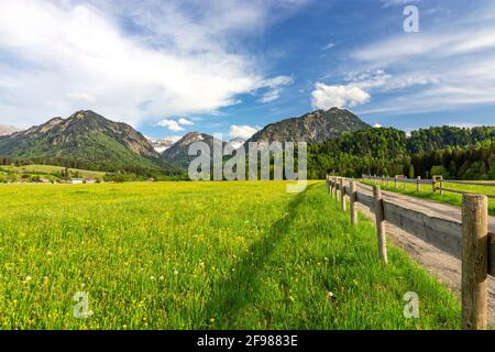 Paesaggio montano vicino Oberstdorf. Prati primaverili con fiori gialli, boschi e montagne sullo sfondo. Alpi di Allgäu, Baviera, Germania Foto Stock