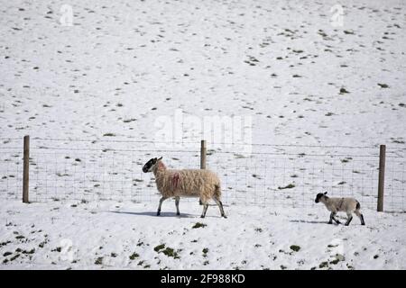 Pecore e agnelli in un campo di erba con una recente nevicata, North Yorkshire, Inghilterra, Regno Unito Foto Stock