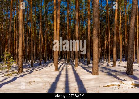 Pineta in inverno in Germania con molta neve in una giornata di sole Foto Stock