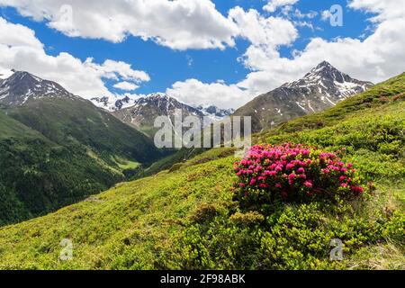 Paesaggio alpino di montagna con rose alpine e cime innevate in una giornata estiva soleggiata. Ötztal Alpi, Tirolo, Austria Foto Stock